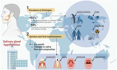 Current developments and opportunities of pluripotent stem cells-based therapies for salivary gland hypofunction